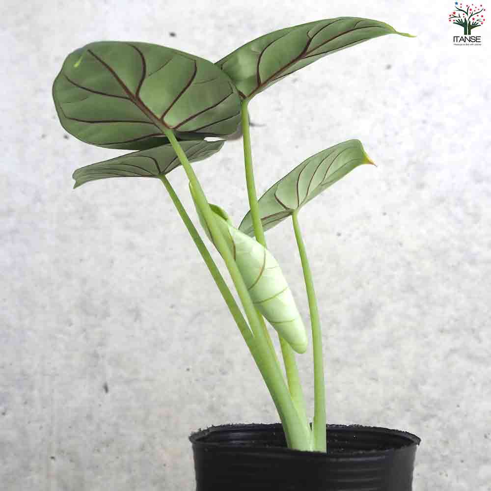 アロカシア・ シルバードラゴン 【観葉植物 3号ポット】