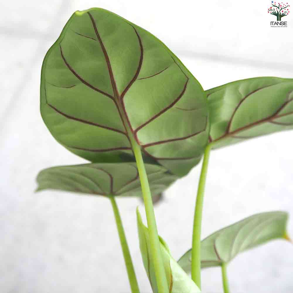 アロカシア・ シルバードラゴン 【観葉植物 3号ポット】