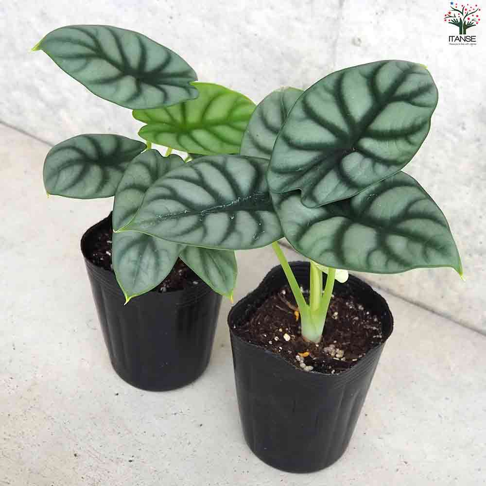 極斑 アロカシア シルバードラゴン アルボ Alocasia Silver Dragon アロカシア シルバー ドラゴン Grow