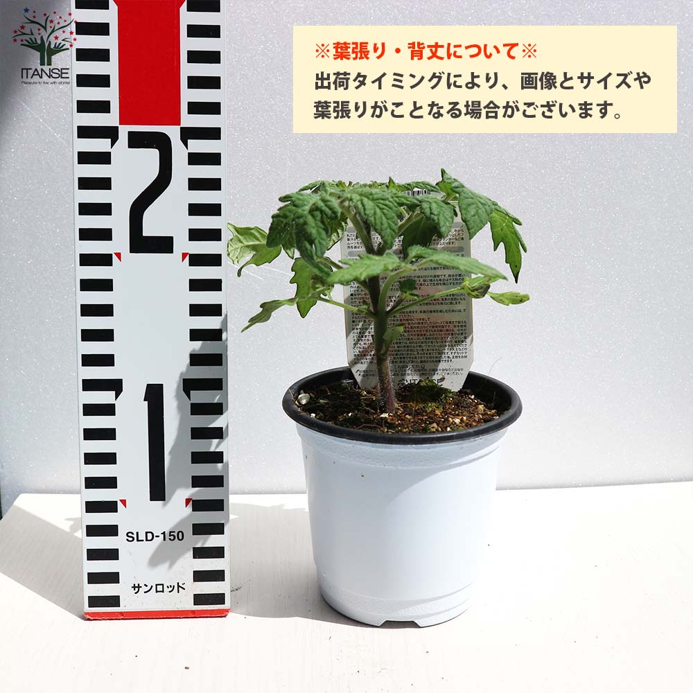 プチぷよⅡ 赤実 新食感！薄皮ミニトマト2個～【9cmポット自根苗】