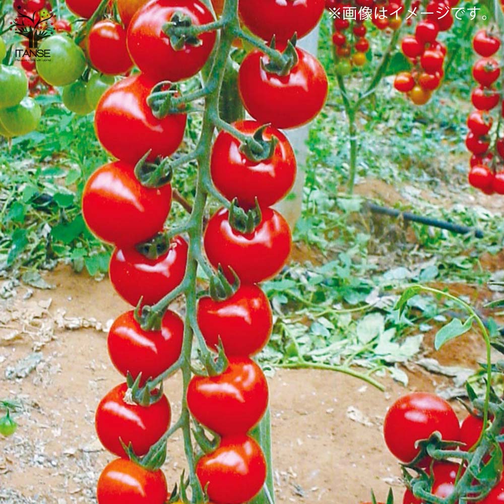 プチぷよⅡ 赤実 新食感！薄皮ミニトマト2個～【9cmポット自根苗】