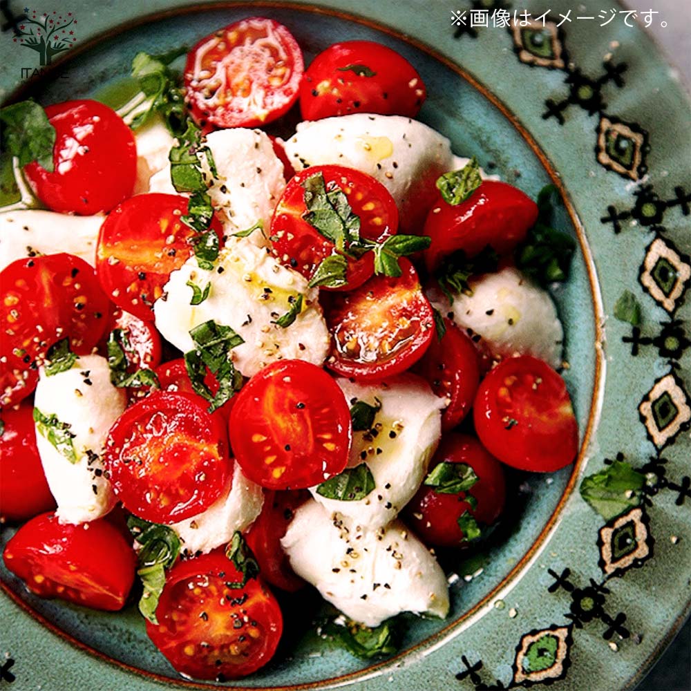 プチぷよⅡ 赤実 新食感！薄皮ミニトマト2個～【9cmポット自根苗】