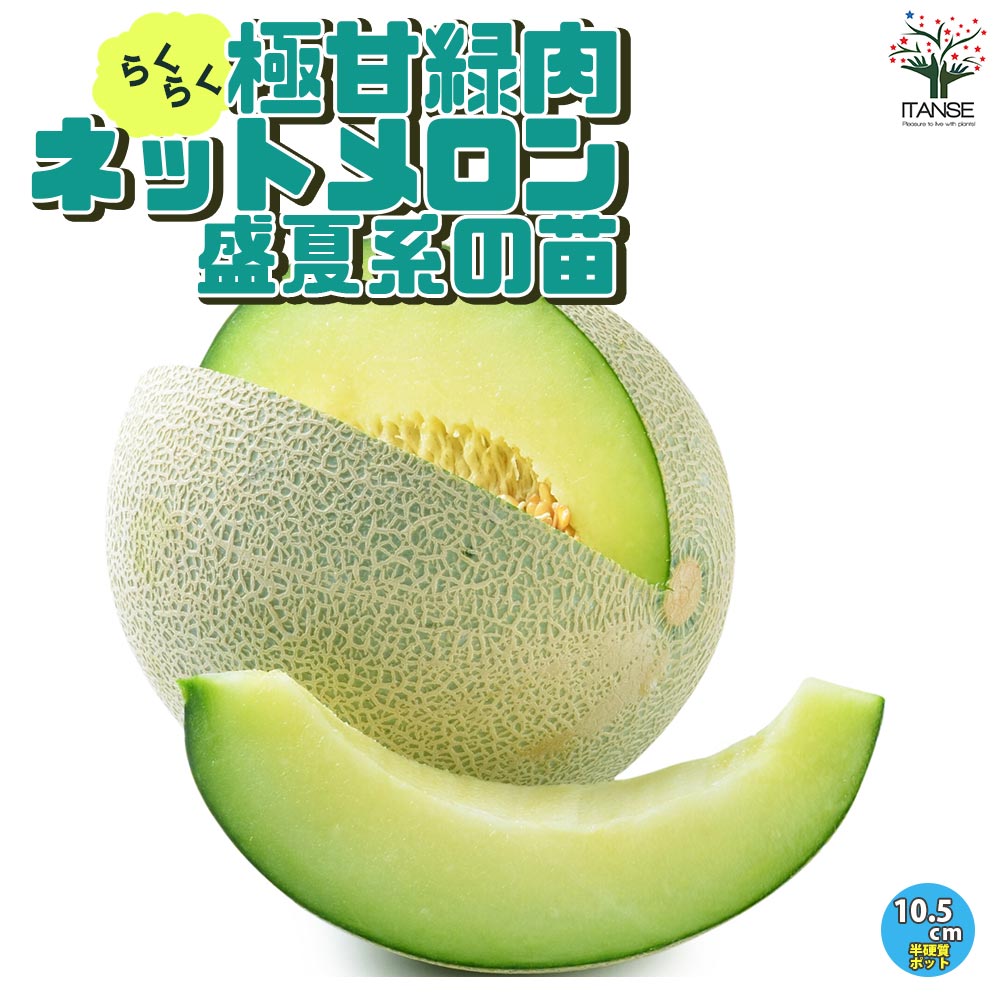 新鮮な緑色メロン メロンの苗 らくらく極甘！緑肉ネットメロン 盛夏系2個～【野菜の苗