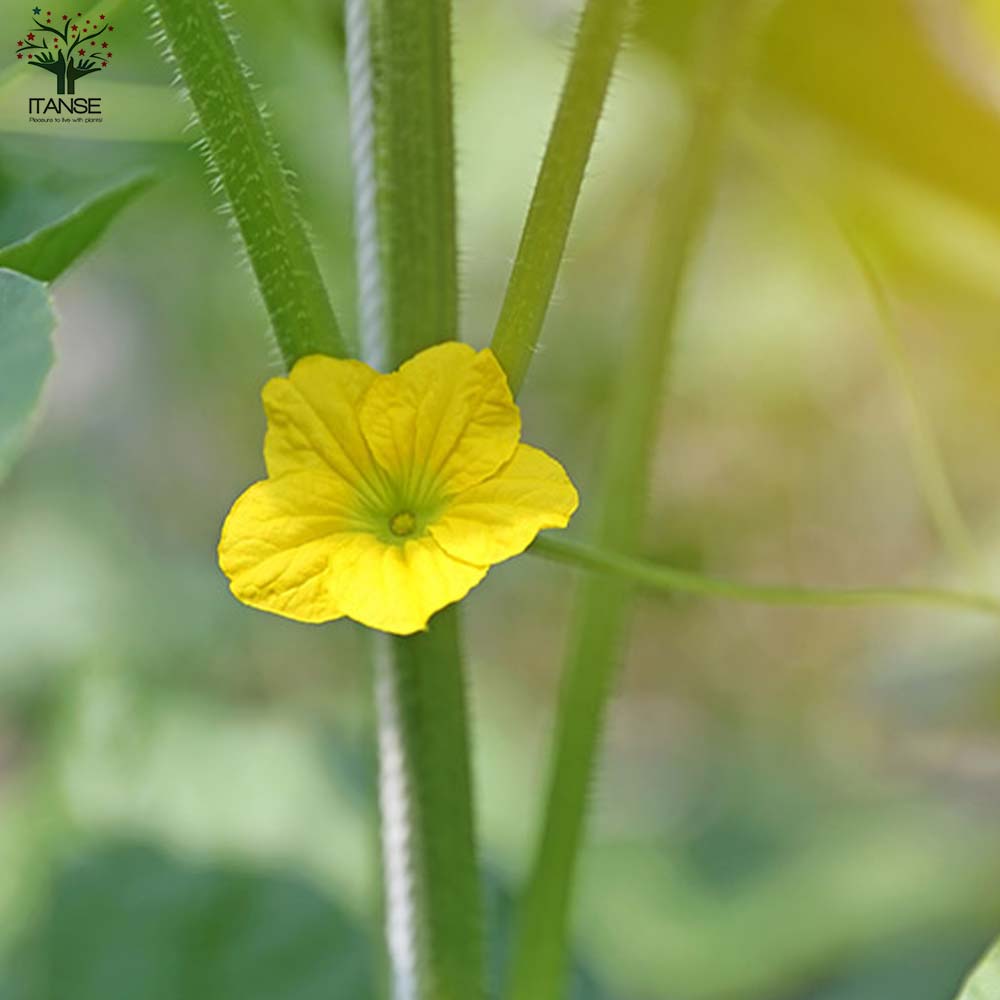 メロンの苗 らくらく極甘！緑肉ネットメロン 盛夏系2個～【野菜の苗 10.5cmポット 自根苗】