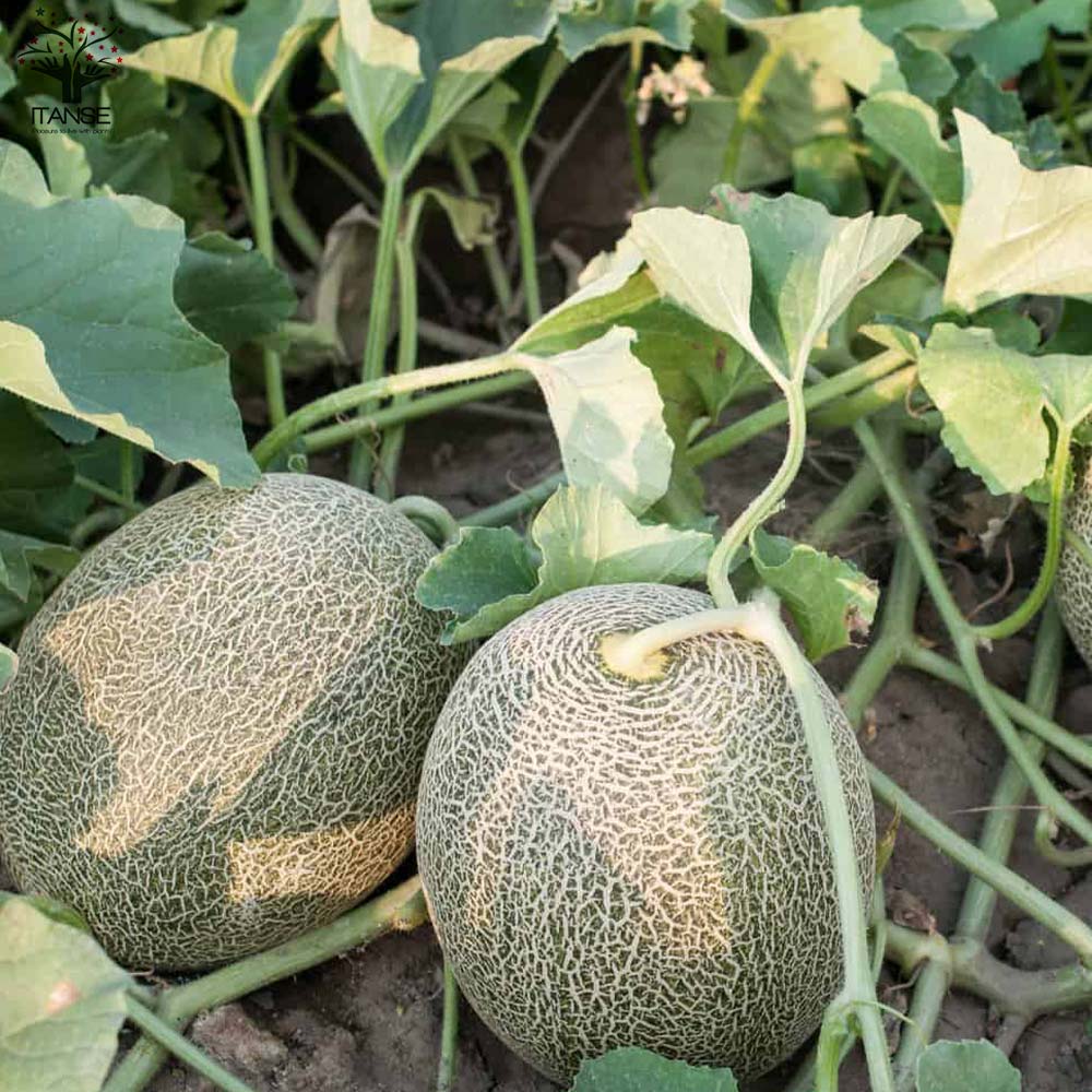 メロンの苗 らくらく極甘！緑肉ネットメロン 盛夏系2個～【野菜の苗