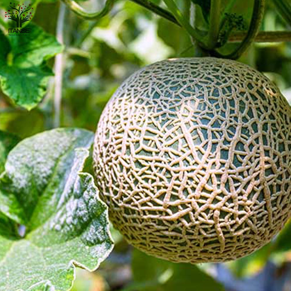メロンの苗 らくらく極甘！緑肉ネットメロン 盛夏系2個～【野菜の苗 10.5cmポット 自根苗】