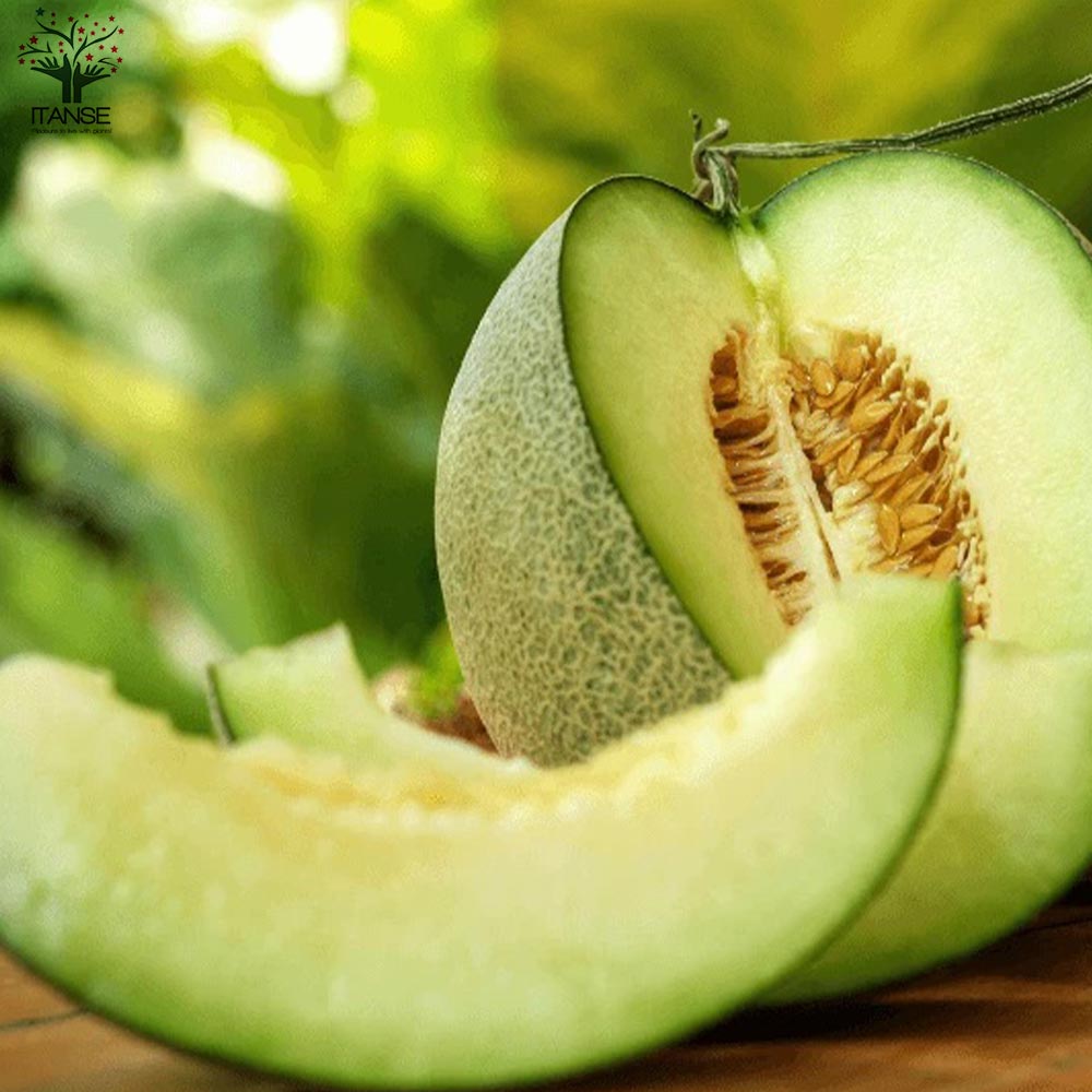 メロンの苗 らくらく極甘！緑肉ネットメロン 盛夏系2個～【野菜の苗