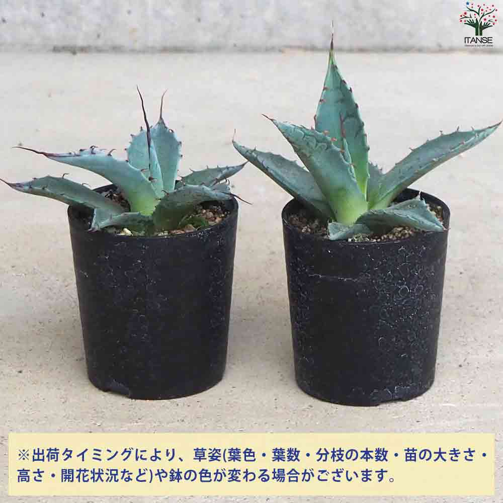 アガベ パラサナ 【多肉植物 2.5号鉢／1個売り】｜ 【植物の