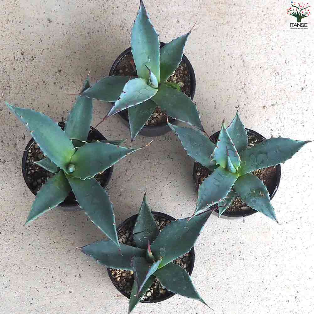 アガベ パラサナ 【多肉植物 2.5号鉢／1個売り】｜ 【植物の