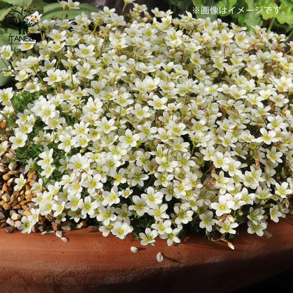 雲間草(クモマグサ)・ラージホワイト【花苗 3.5号苗】｜ 【植物の