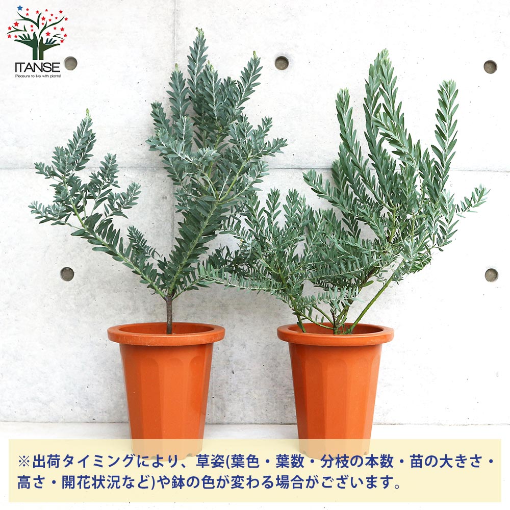 アカシア　ブルーブッシュ花芽付き　大苗 アカシア ブルーブッシュ 苗 販売 苗木部 By 花ひろばオンライン