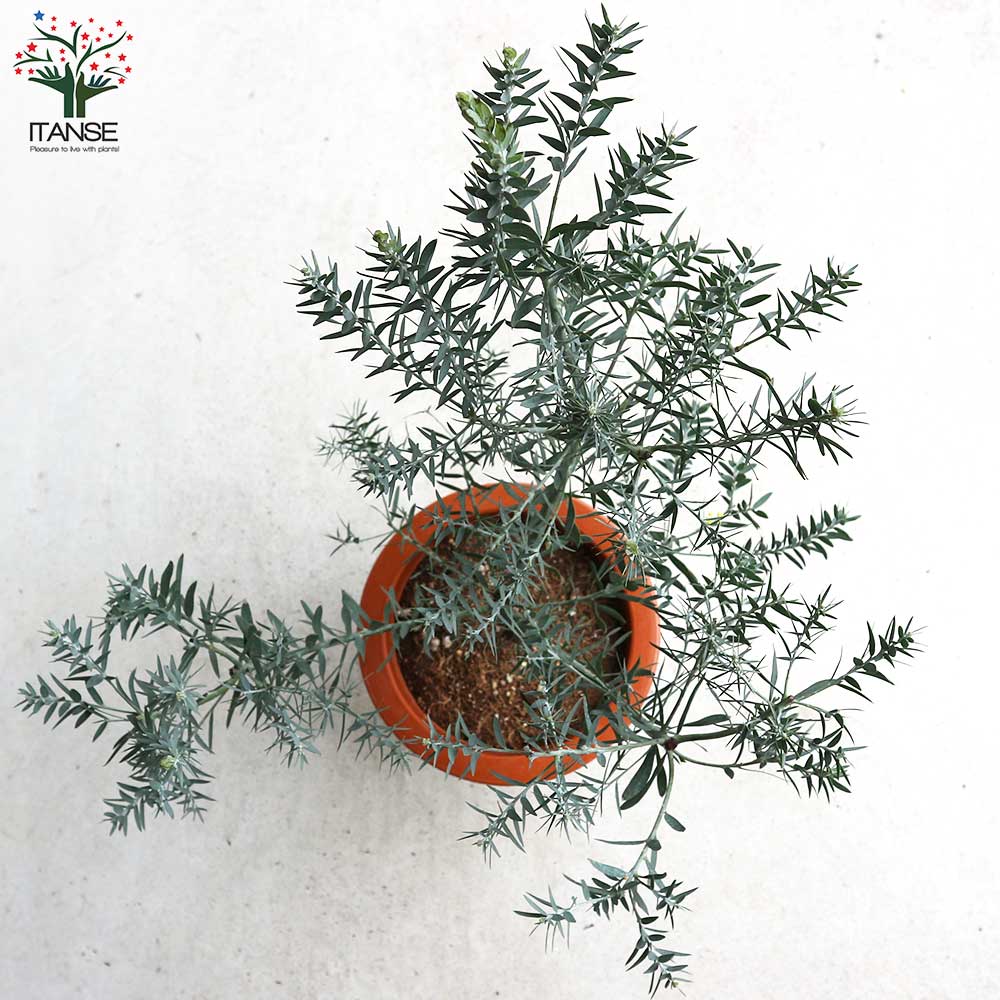 アカシア ブルーブッシュ【花苗 7号茶鉢】｜ 【植物の