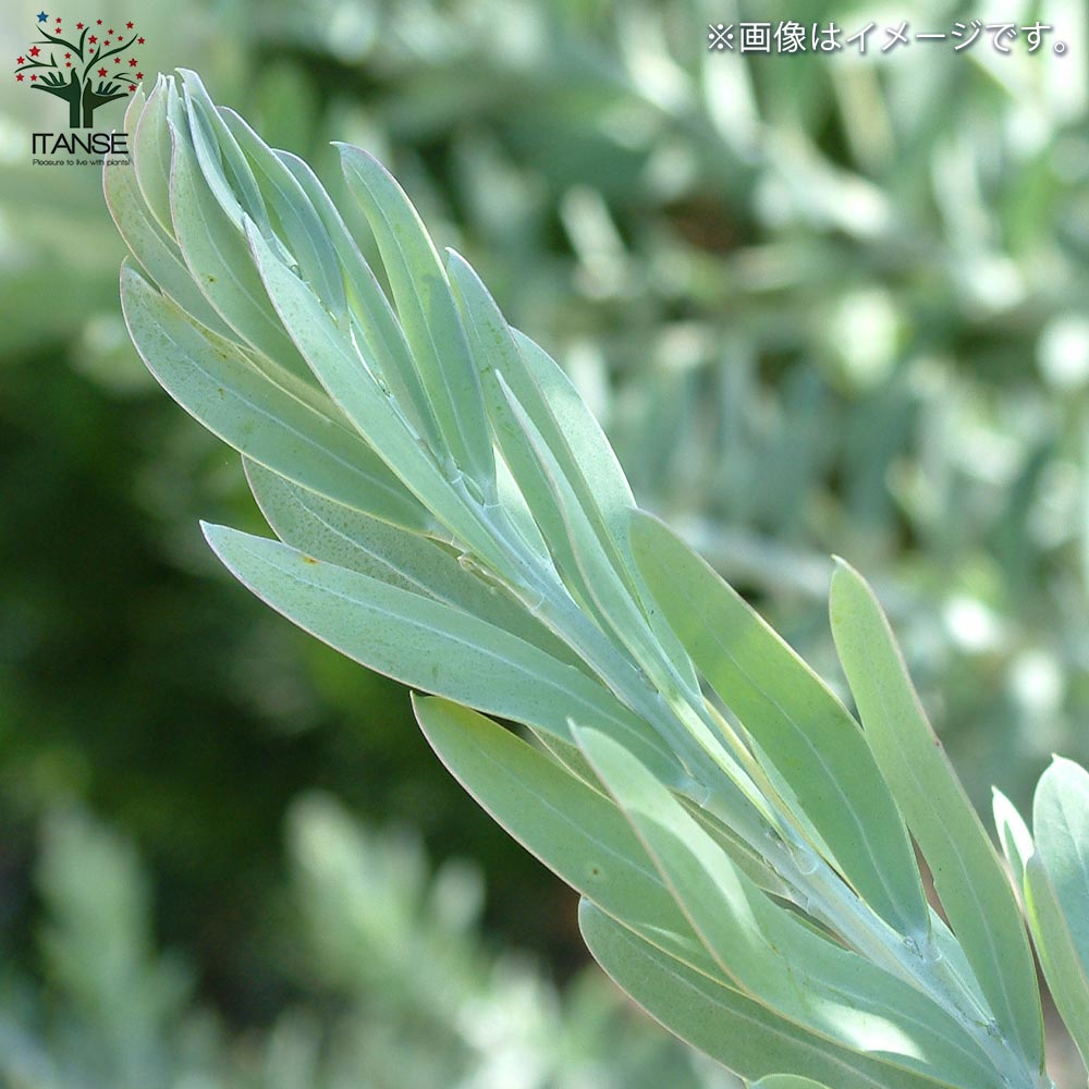 アカシア ブルーブッシュ【花苗 7号茶鉢】｜ 【植物のITANSE