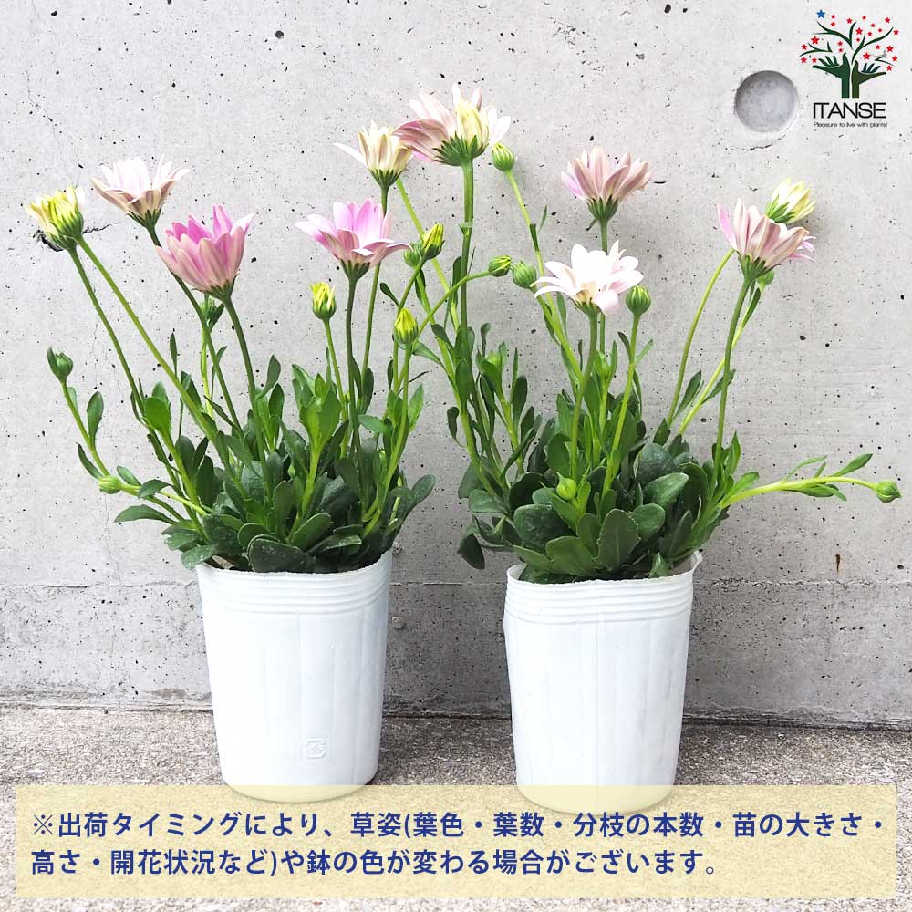 オステオスペルマム❤3苗　抜き苗 オステオスペルマム❤3苗 抜き苗