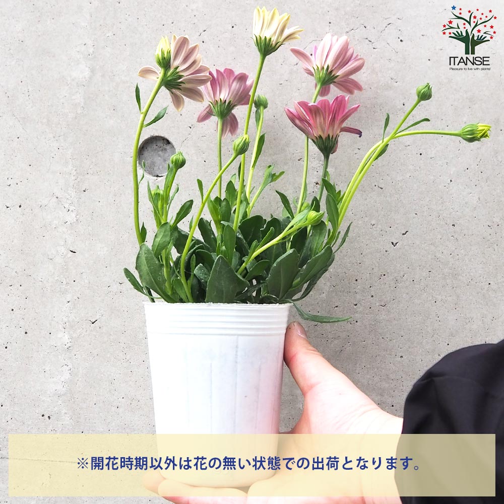 オステオスペルマム パティエ シュガーinベリー【花苗 3号ロングポット