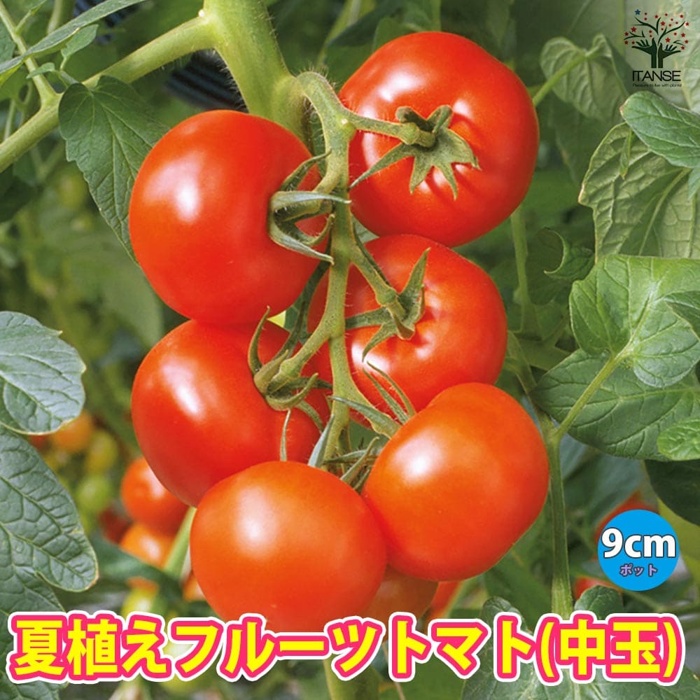 夏植えフルーツトマトの苗 中玉とまと2個～【野菜苗 9cmポット自根苗】
