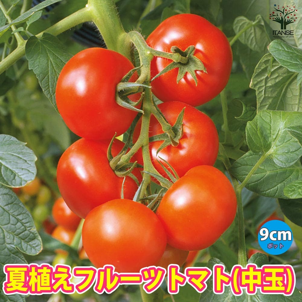 夏植えフルーツトマトの苗 中玉とまと【野菜苗 9cmポット自根苗】