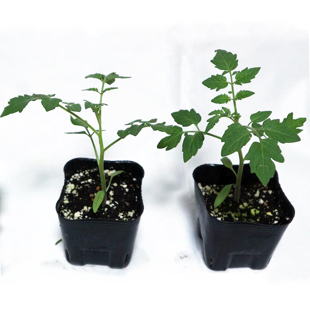 夏植えフルーツトマトの苗 中玉とまと2個～【野菜苗 9cmポット自根苗】