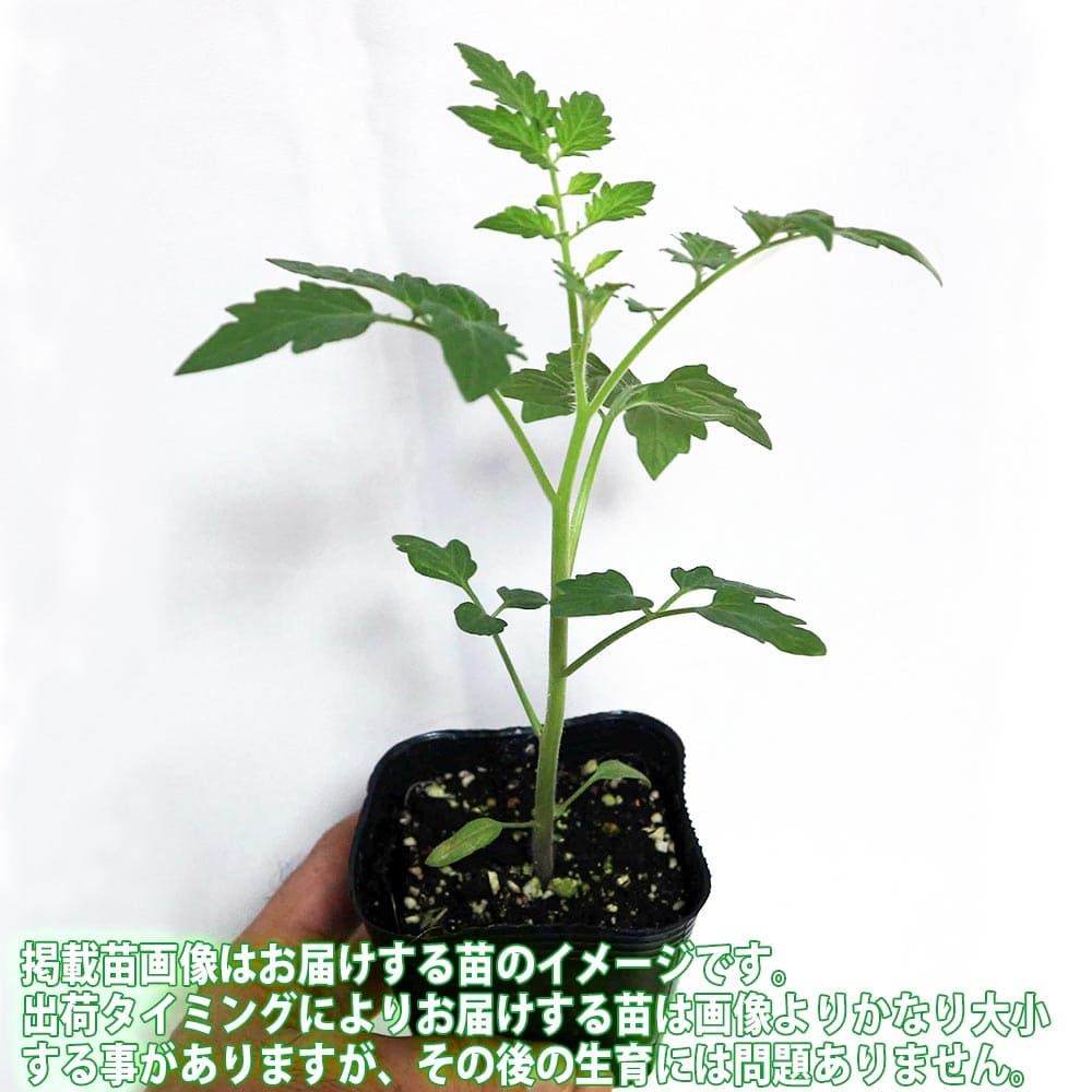 夏植えフルーツトマトの苗 中玉とまと2個～【野菜苗 9cmポット自根苗】