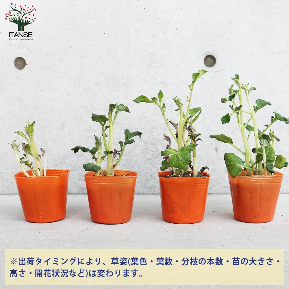 ジャガイモ芽出し苗 品種：インカのめざめ2個～【野菜の苗 3.5号