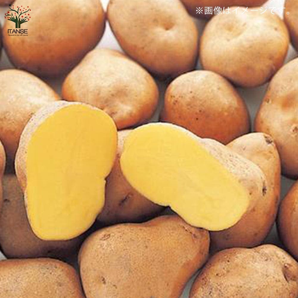ジャガイモ芽出し苗 品種：インカのめざめ2個～【野菜の苗 3.5号ポット
