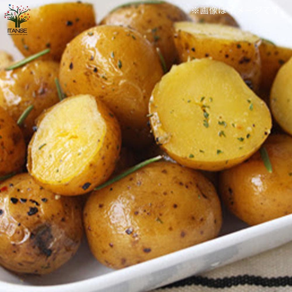 ジャガイモ芽出し苗 品種：インカのめざめ2個～【野菜の苗 3.5号ポット