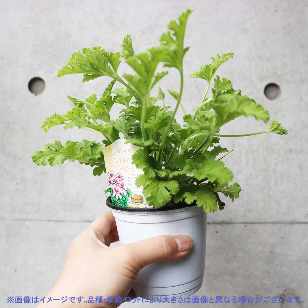 センテッドゼラニウム コンカラーレース 10.5cm2個～【おうちで簡単