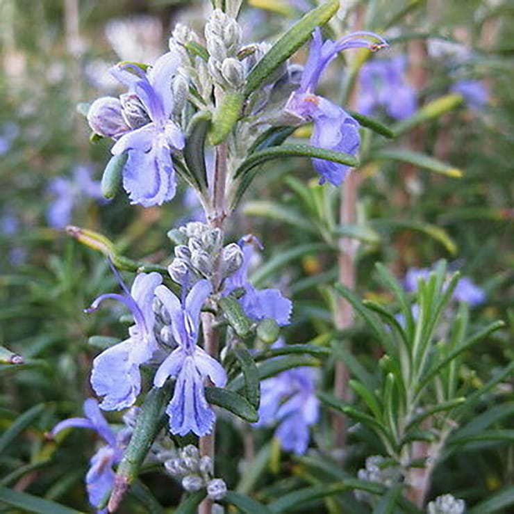 ローズマリー マックコネルズブルー【ハーブ苗9cmポット】｜ 【植物の