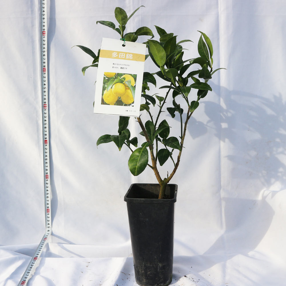 Itanse良品ｾﾚｸﾄ通販