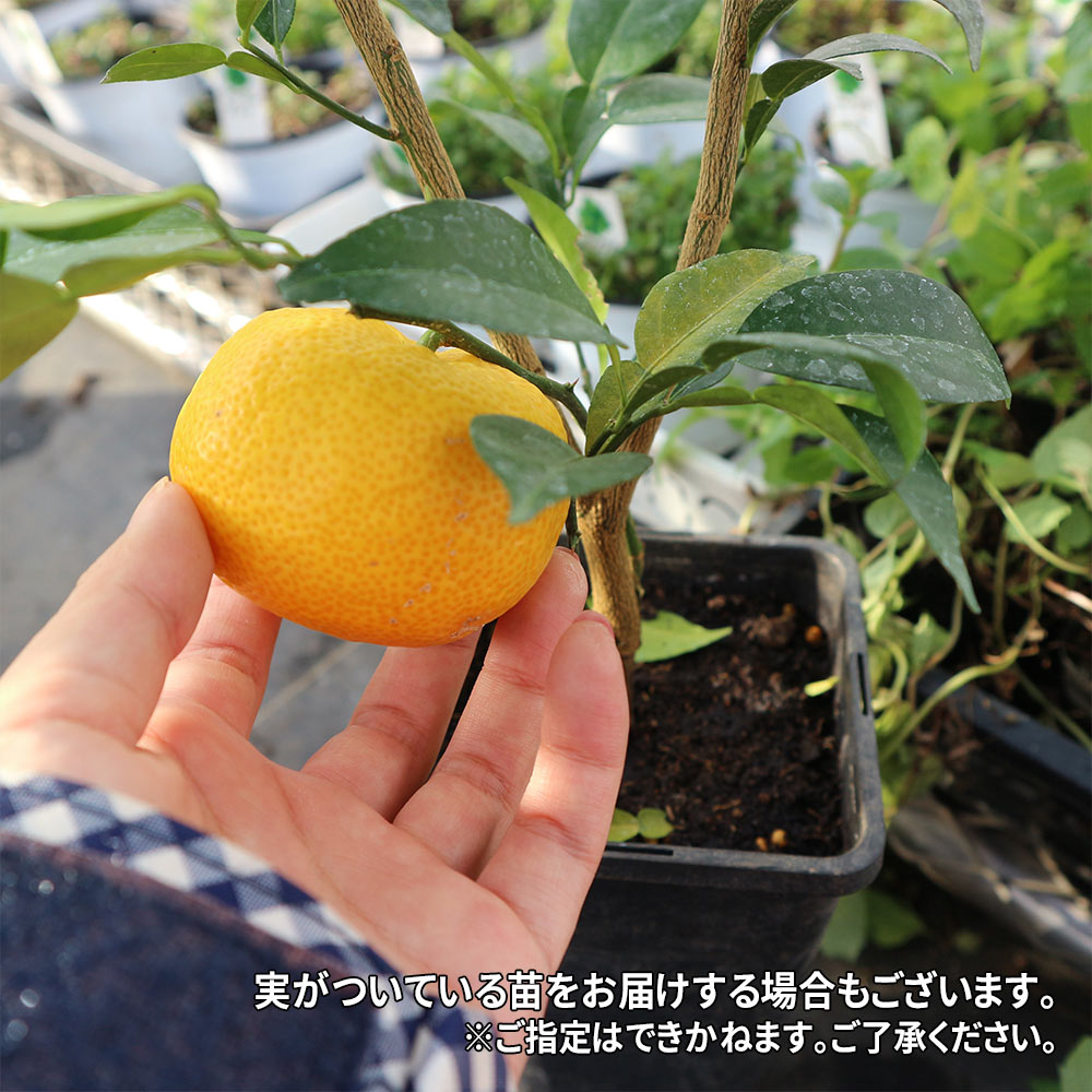 市場 フィンガーライム 柑橘 4 5号 橙実系 ラベルなし 果樹苗