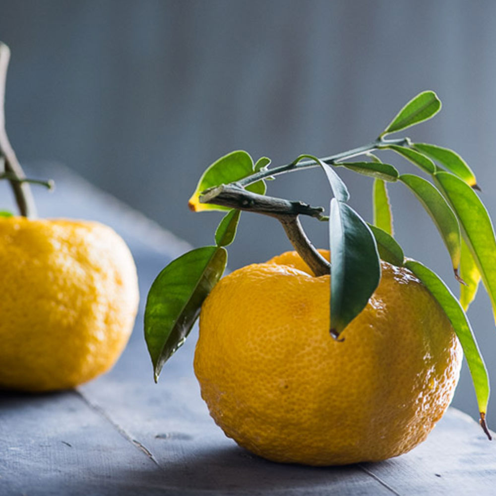 ゆず 多田錦”12cmロングポット 2年生挿し木苗 樹高約50cm 1本売り