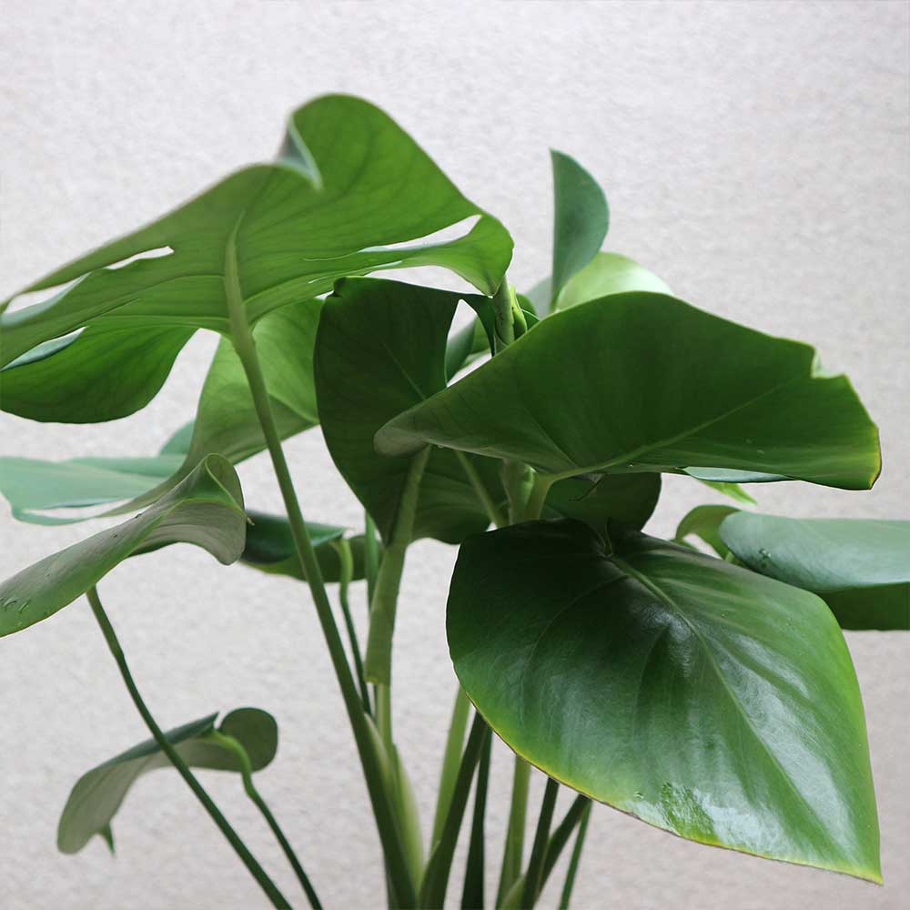 モンステラ【中型 観葉植物 7号鉢／1個】｜ 【植物のITANSE