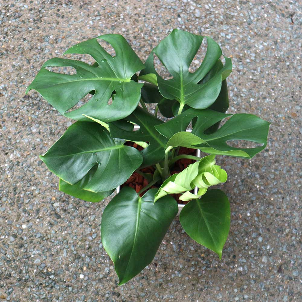 モンステラ【中型 観葉植物 7号鉢／1個】