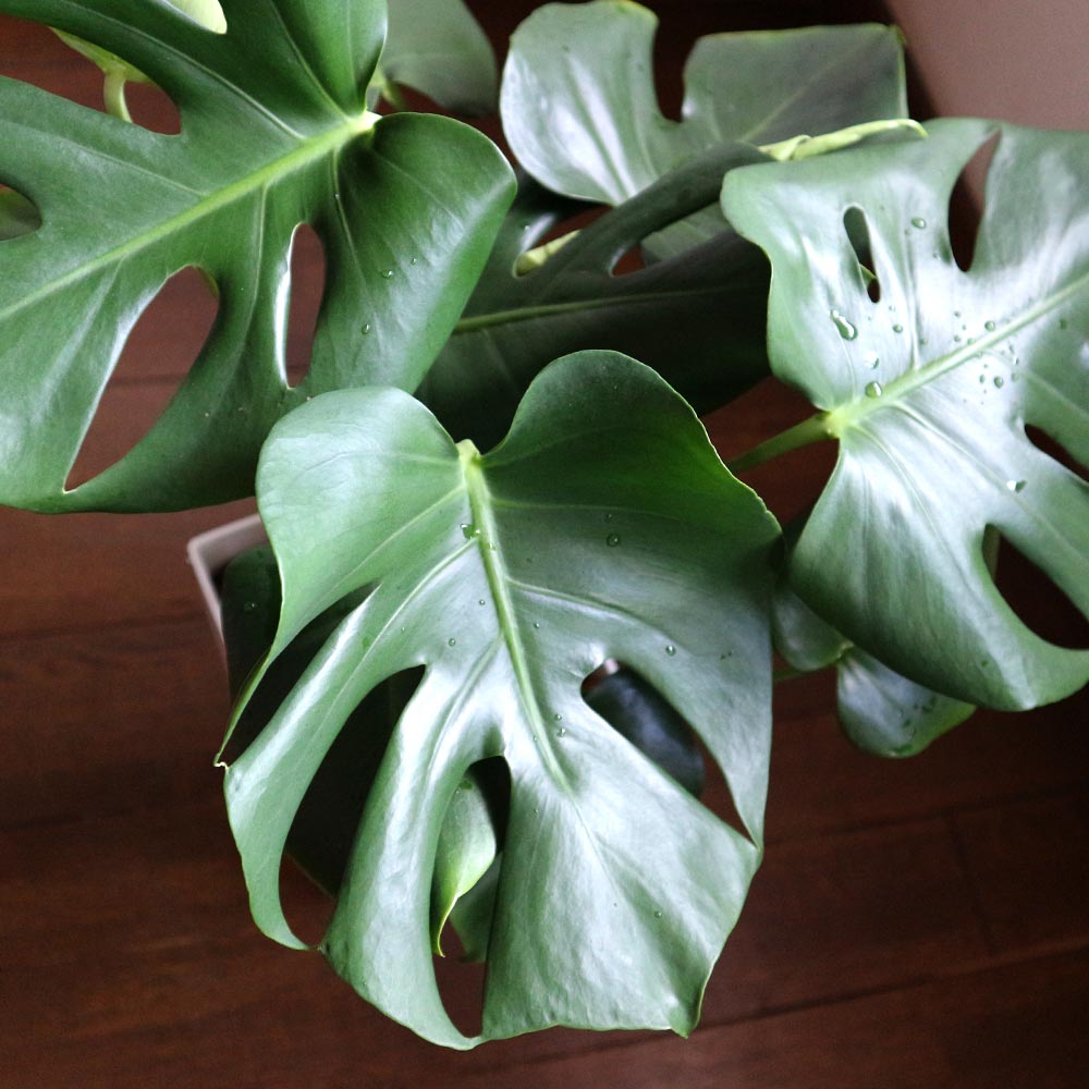 モンステラ【中型 観葉植物 7号鉢／1個】｜ 【植物の