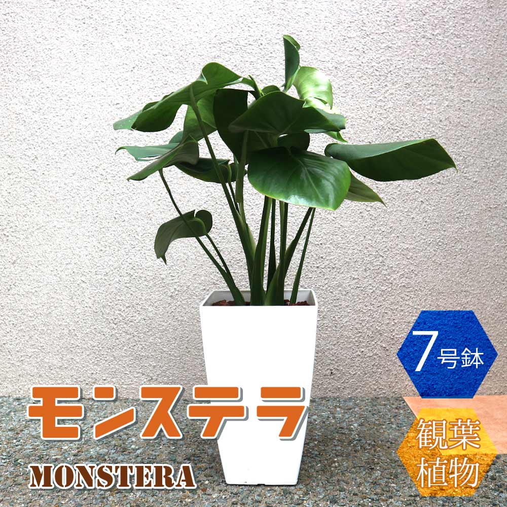 モンステラ【中型 観葉植物 7号鉢／1個】