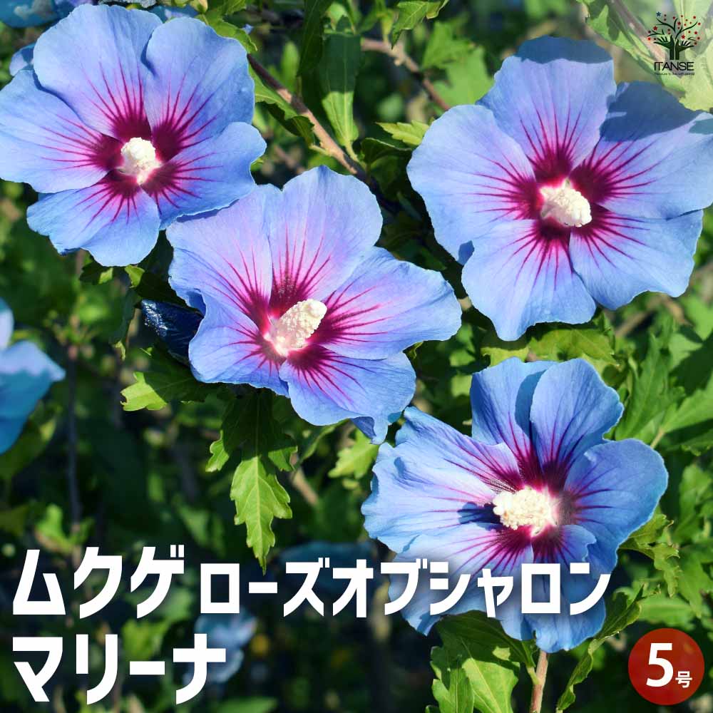 ムクゲ ローズオブシャロン マリーナ