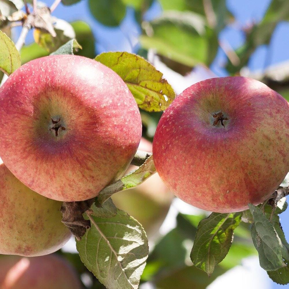 りんごの苗木 津軽【果樹苗 2年生 接木苗15cmポット／1個】｜ 【植物の