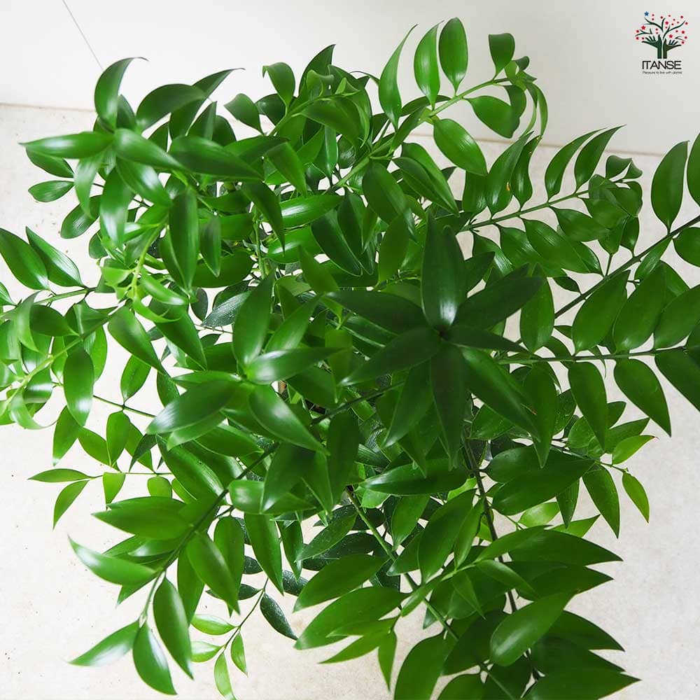 ナギ(梛の木) 【観葉植物 7号鉢／1個売り】｜ 【植物のITANSE