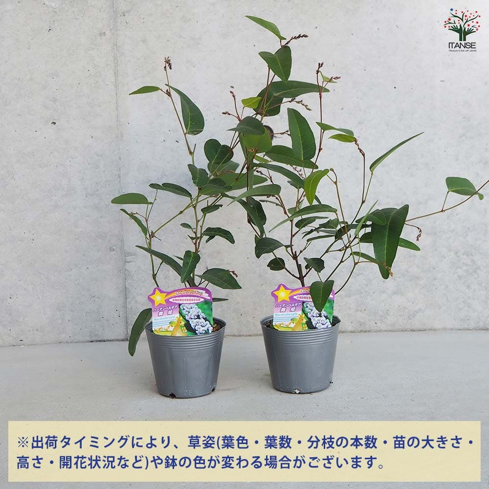 ハーデンベルギア 舞姫 【花木苗 3.5号】｜ 【植物の