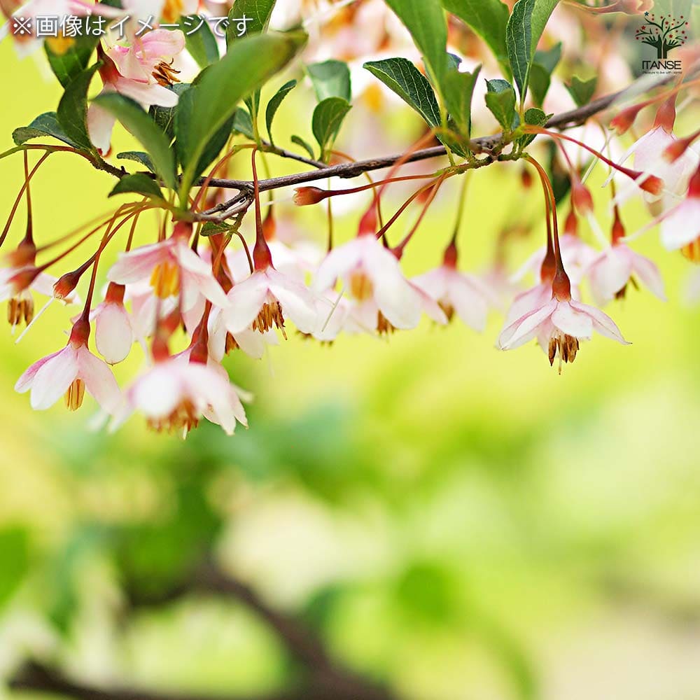 紅花枝垂れエゴノキ 【花木苗 3.5号／1個売り】｜ 【植物の