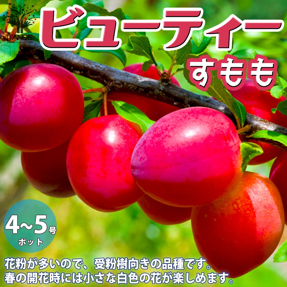 すももの苗木 ビューティ【果樹の苗木 12～15cmポット 1年生 接木苗／1