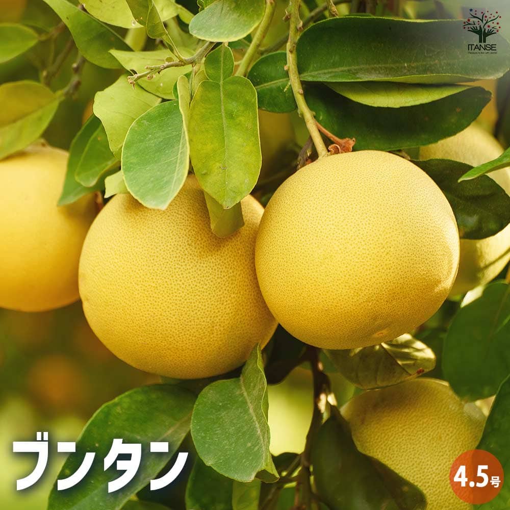柑橘の苗 ブンタン(文旦) 【果樹の苗木 4.5号ポット／1個売り】