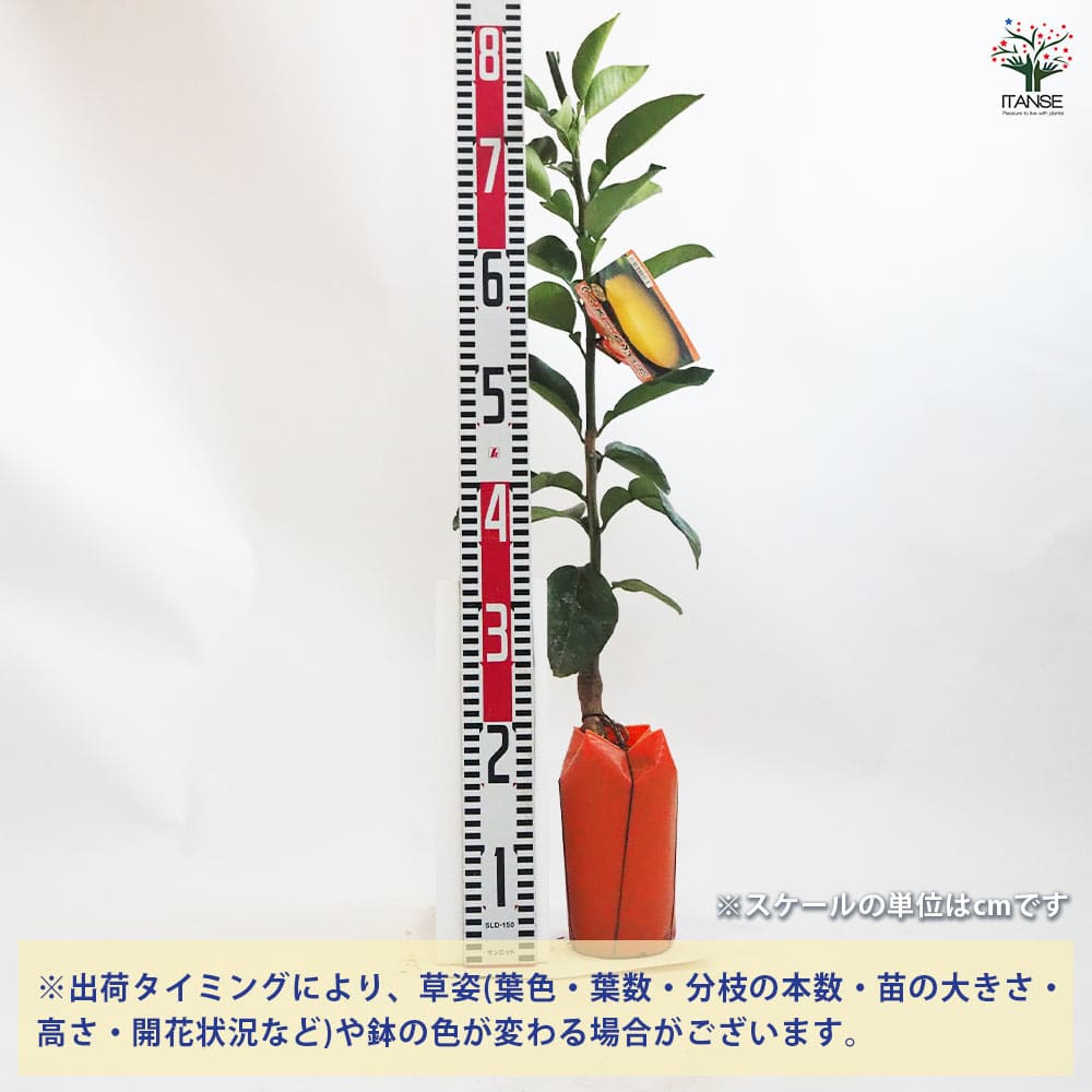 柑橘の苗 ブンタン(文旦) 【果樹の苗木 4.5号ポット／1個売り】