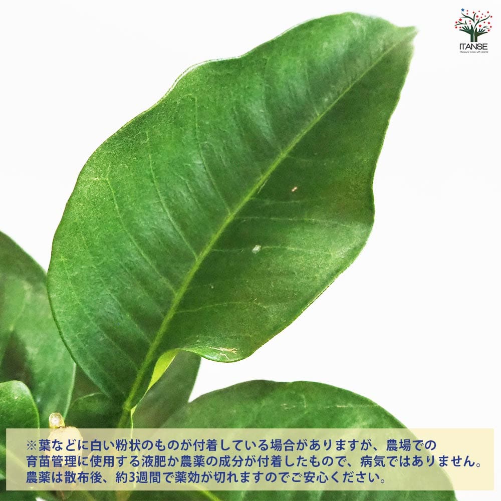 柑橘の苗 ブンタン(文旦) 【果樹の苗木 4.5号ポット／1個売り】