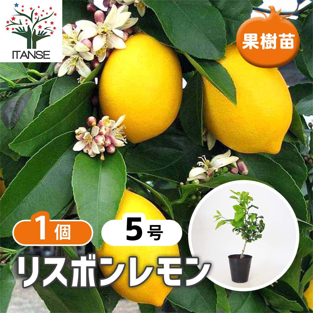 レモンの苗木 四季成リスボンレモン【果樹苗／5号ポット挿し木苗】今年