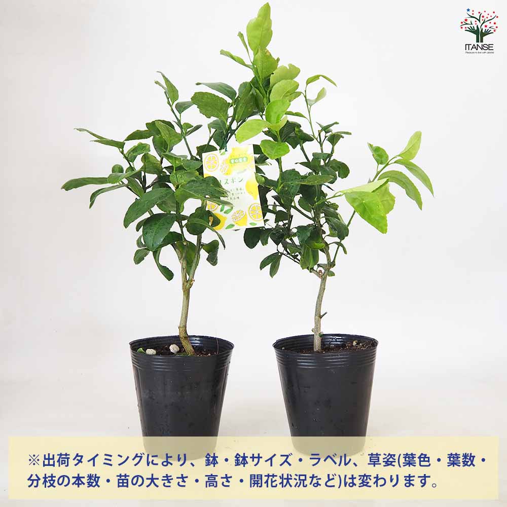 レモンの苗木 四季成リスボンレモン【果樹苗／5号ポット挿し木苗】今年