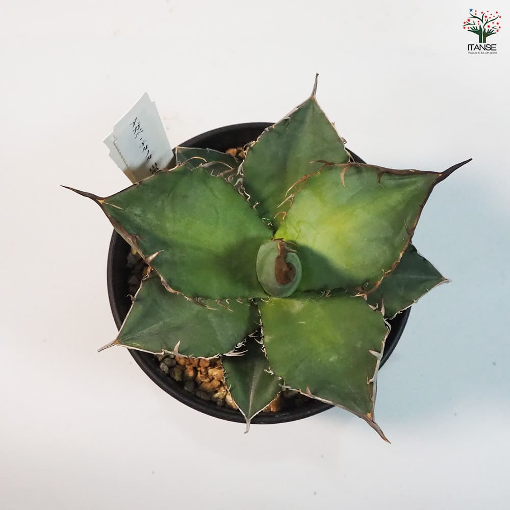 アガベ 山亀 【多肉植物 4号鉢／1個売り】｜ 【植物のITANSE