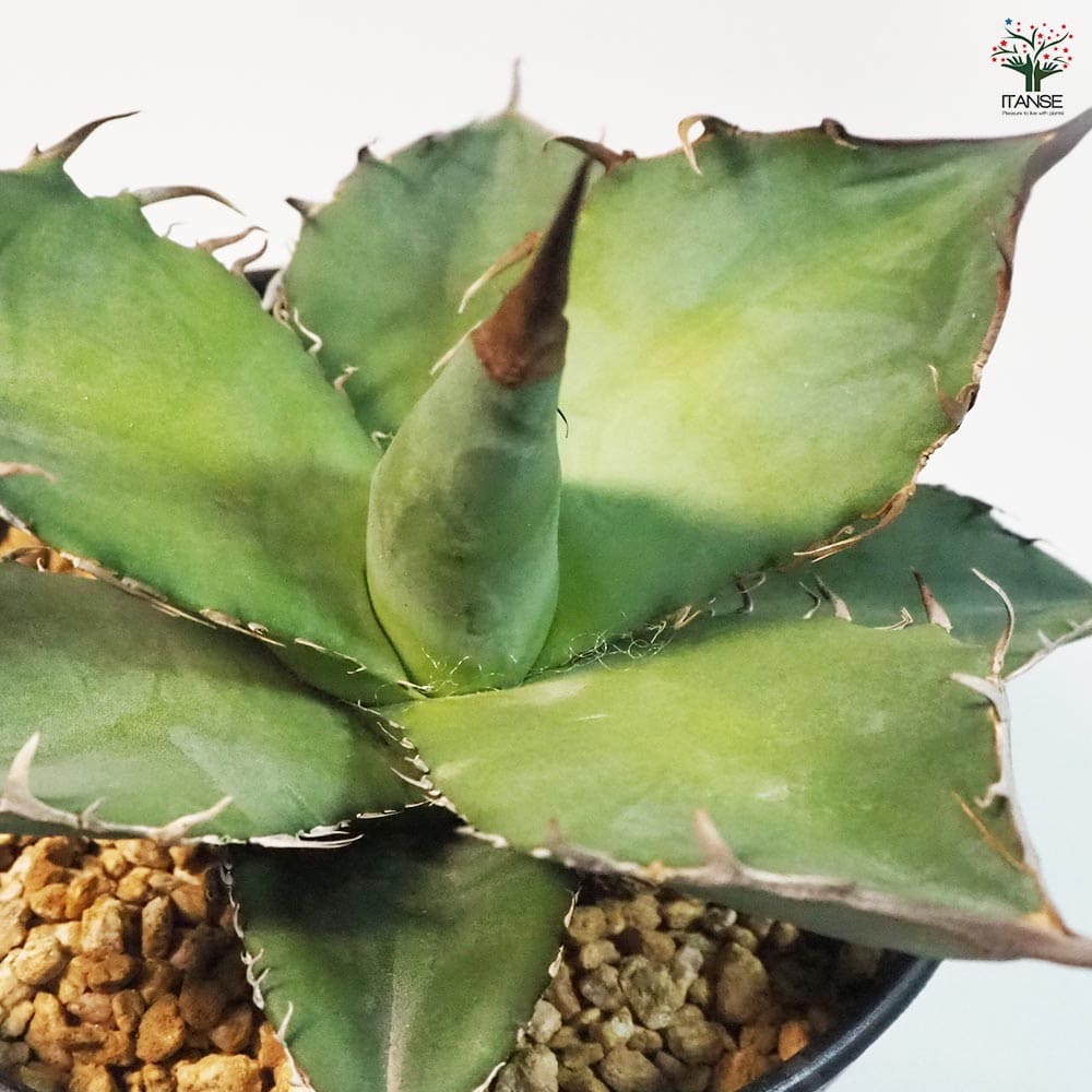 アガベ 山亀 【多肉植物 4号鉢／1個売り】｜ 【植物のITANSE