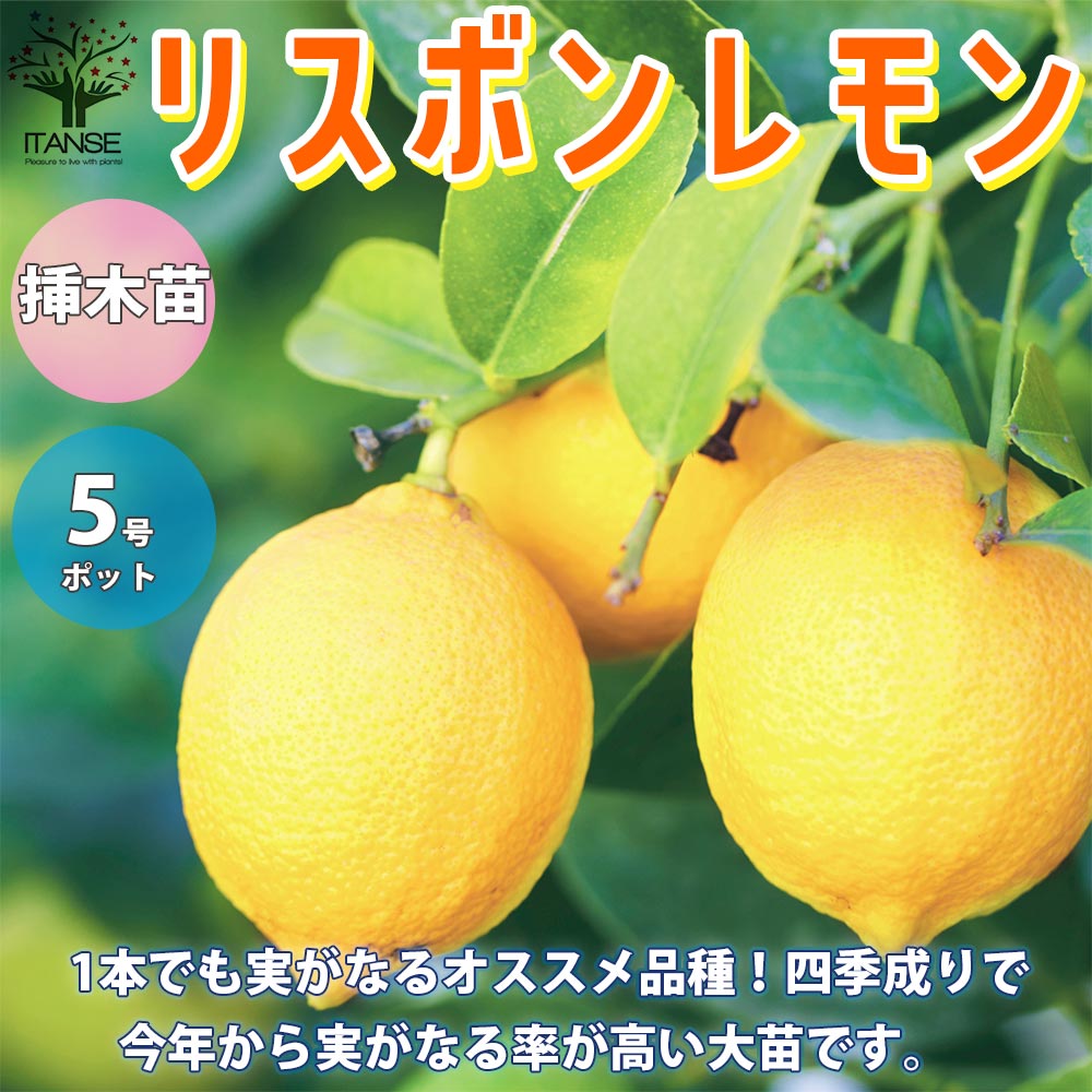 レモンの苗木”四季成 リスボンレモン” 今年から実がなる率が高い大苗【果樹の苗木 しっかり大きい5号ポット 2年生 挿し木苗／1個売り】