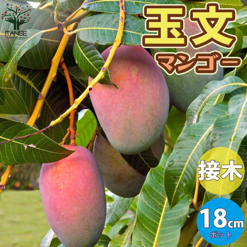 マンゴーの苗木 玉文(ぎょくぶん)【果樹の苗木 6号硬質ポット 2